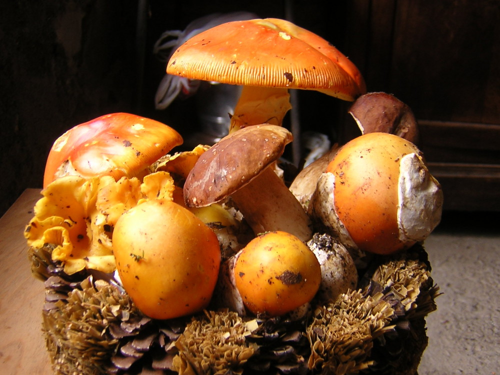 Oronge, cèpes et girolles