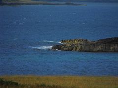 Oronsay