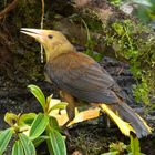 Oropendola