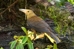 Oropendola