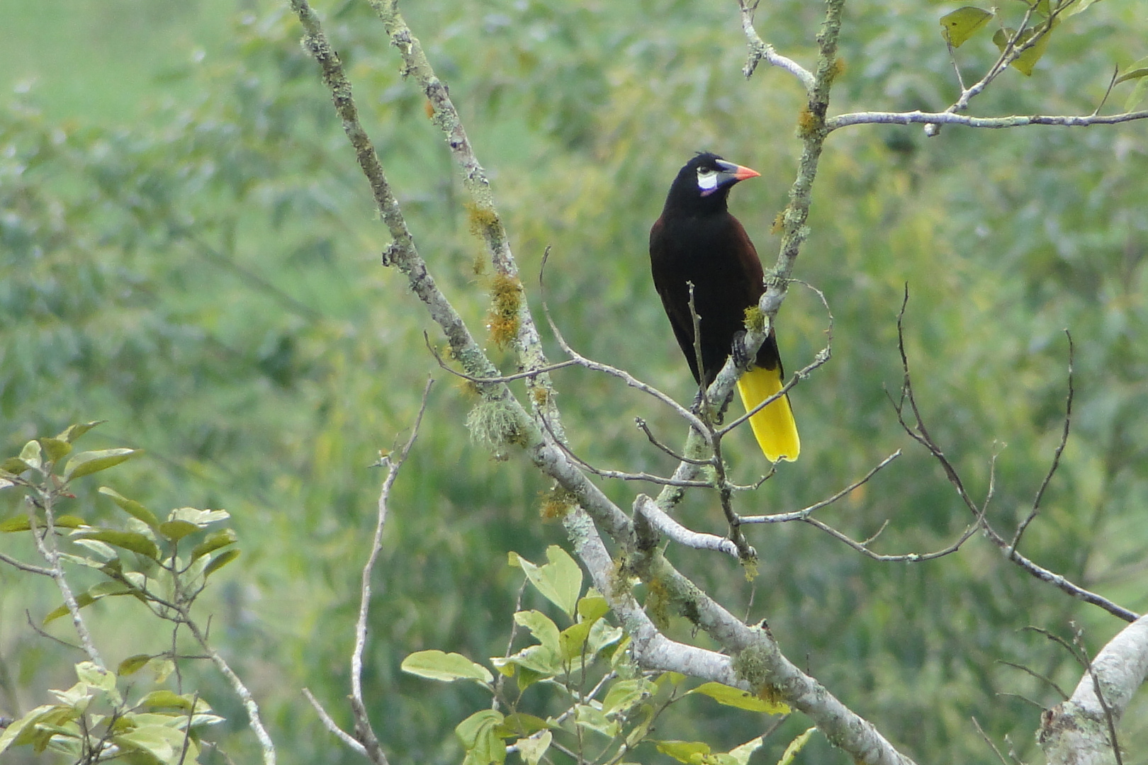 Oropendola de Montezuma