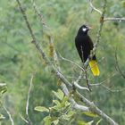 Oropendola de Montezuma