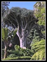 Orotava - Kanarische Flora