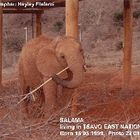 orphaned elephant in Daphne Sheldrick's orphanage