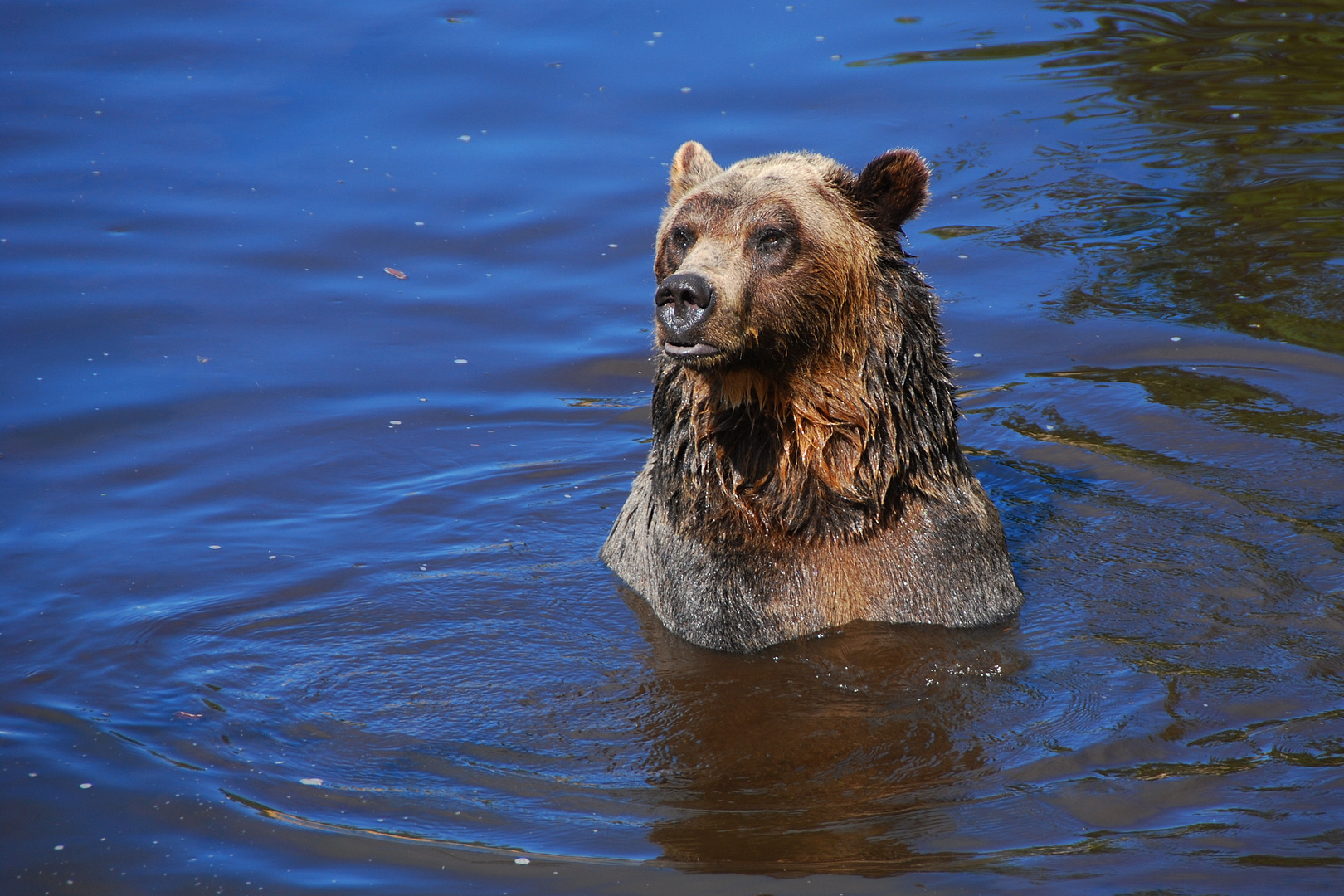 Orphaned Grizzly Bear at Grouse Mountain