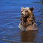 Orphaned Grizzly Bear at Grouse Mountain