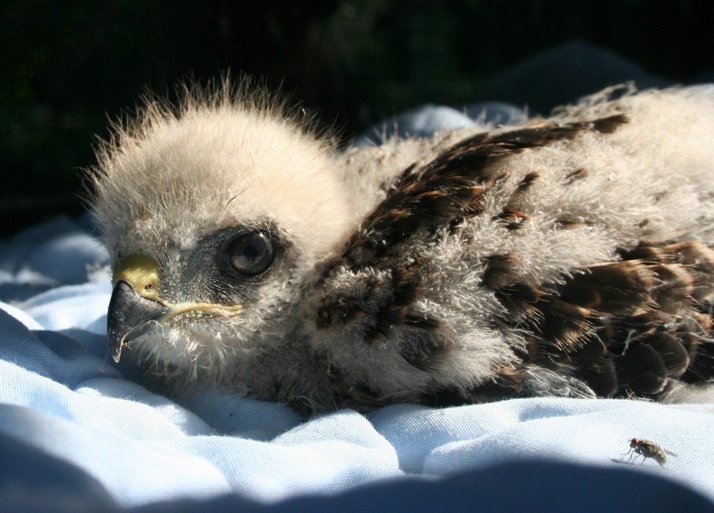 Orphaned hawk