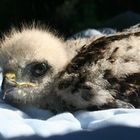 Orphaned hawk