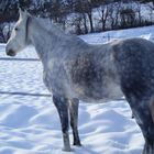 Orpheo et la neige