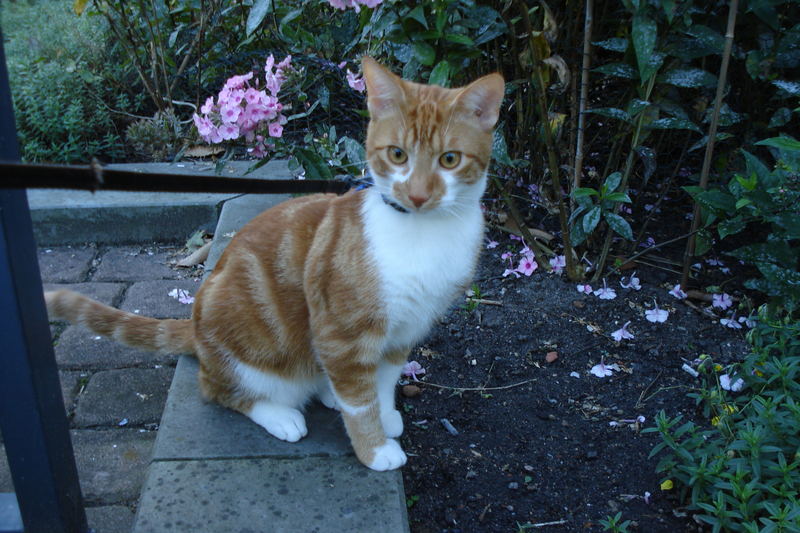 Orpheus bei Planten un Blomen