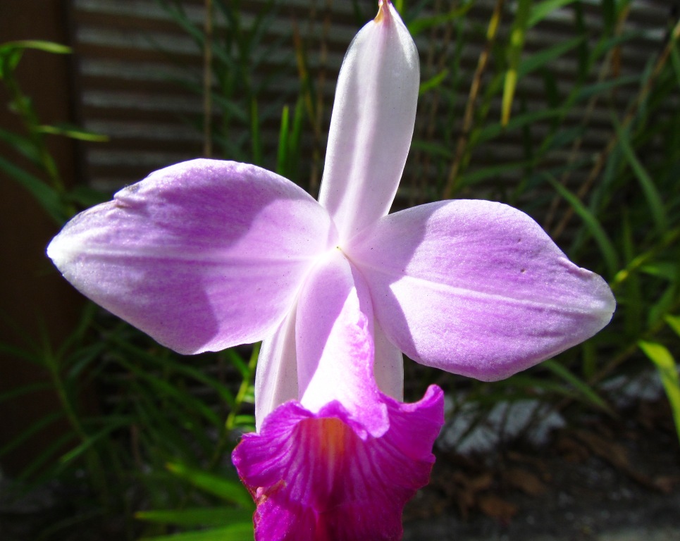 ORQUÍDEA