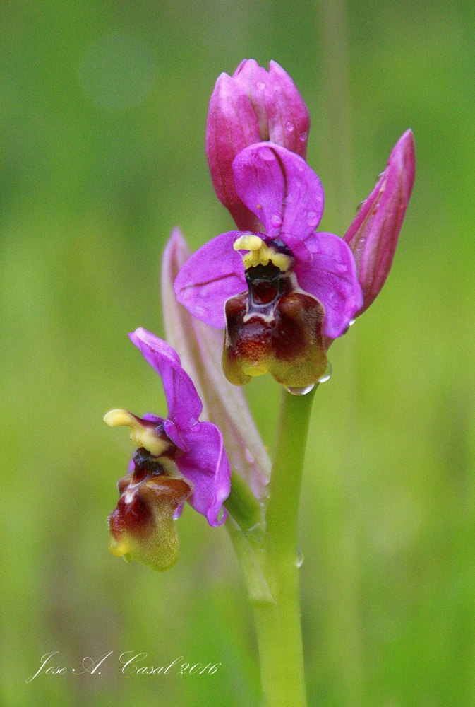  ORQUÍDEA ABEJERA ROSADA