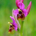  ORQUÍDEA ABEJERA ROSADA