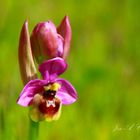 ORQUÍDEA ABEJERA ROSADA