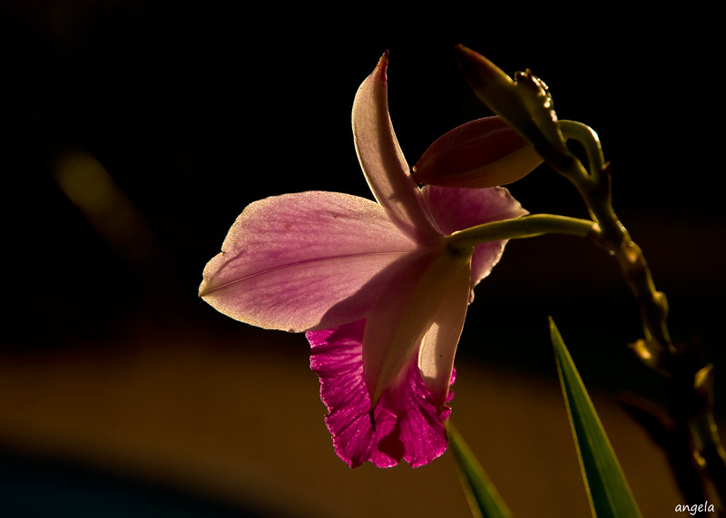 orquìdea al contraluz de la tarde ...Brasil