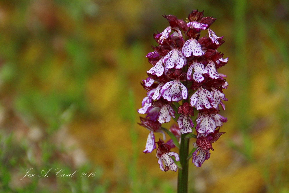 ORQUÍDEA DE DAMA