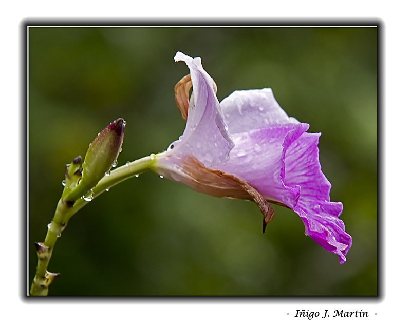 ORQUÍDEA MARCHITÁNDOSE