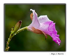 ORQUÍDEA MARCHITÁNDOSE