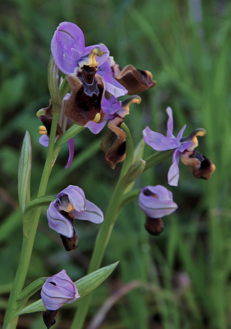 ORQUÍDEA PERDIZ