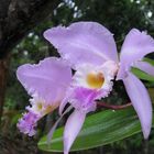 ORQUÍDEA VENEZOLANA