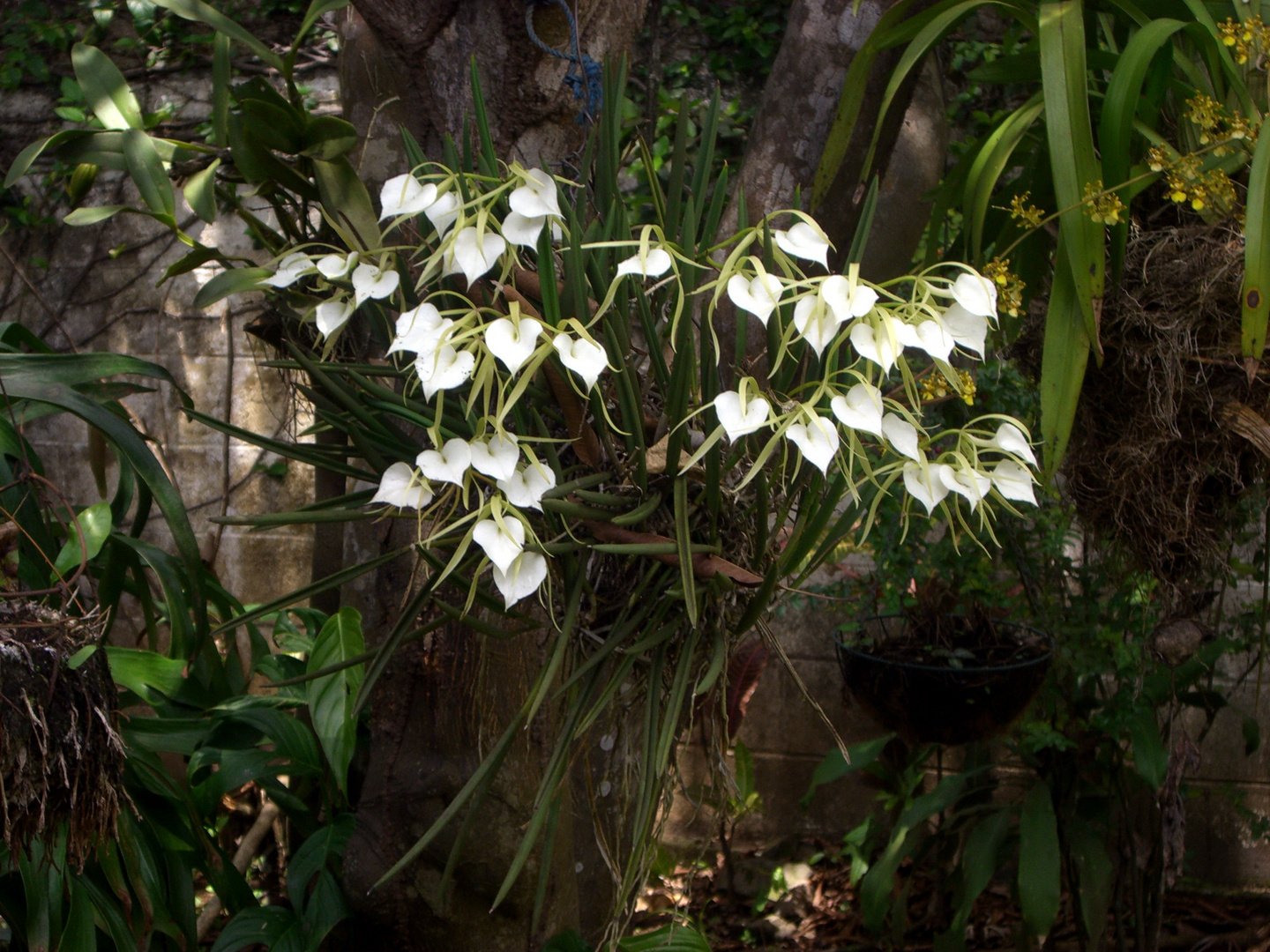 ORQUÍDEAS EN MI JARDÍN