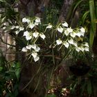 ORQUÍDEAS EN MI JARDÍN