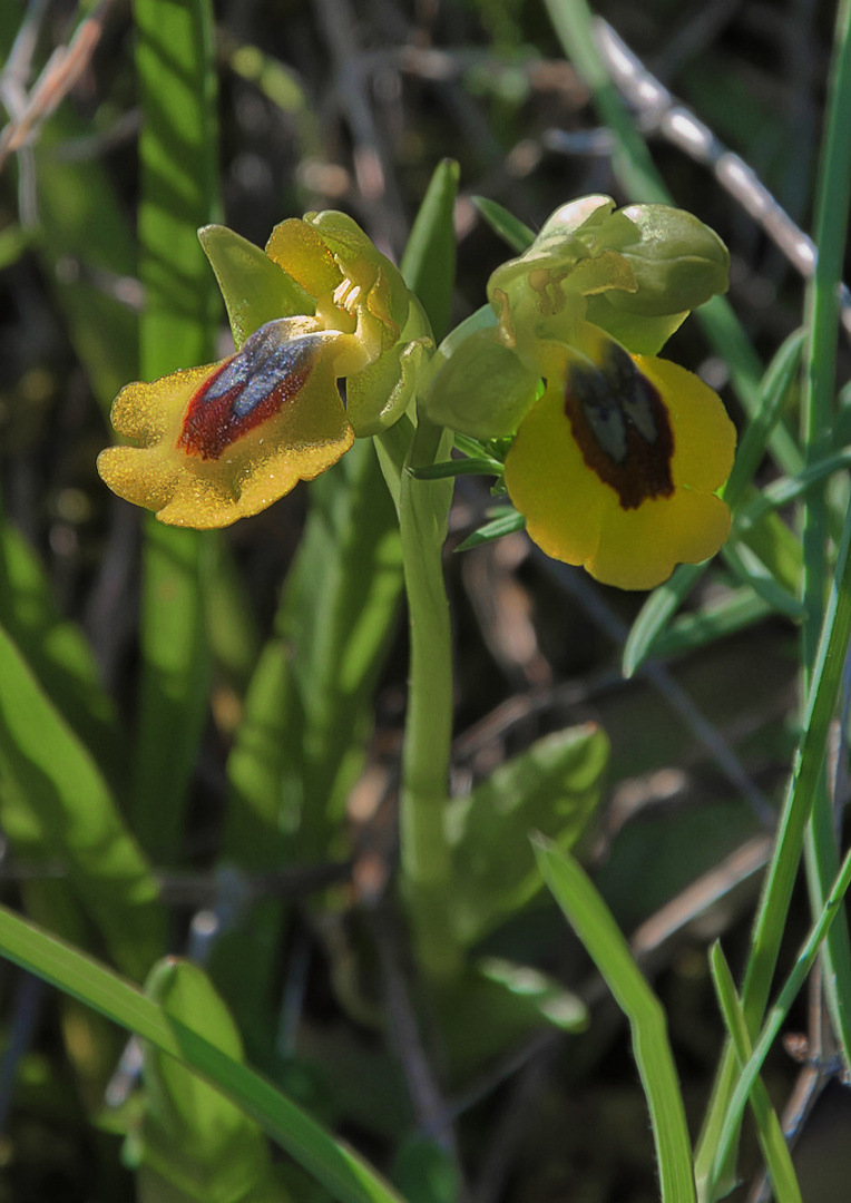 ORQUÍDEAS ( Ophrys lutea)