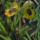 ORQUÍDEAS ( Ophrys lutea)