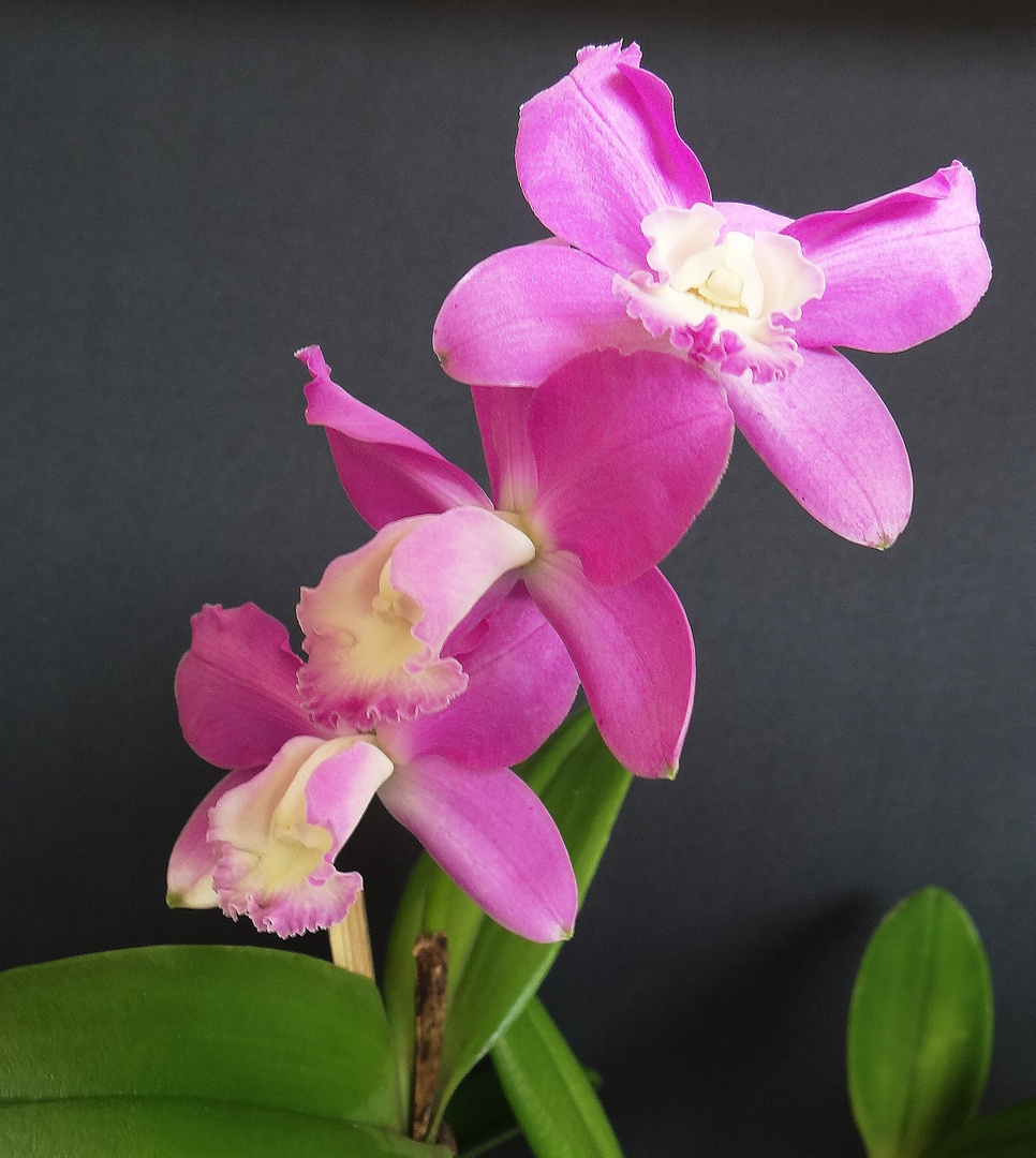 Orquìdeas rosa