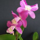 Orquìdeas rosa