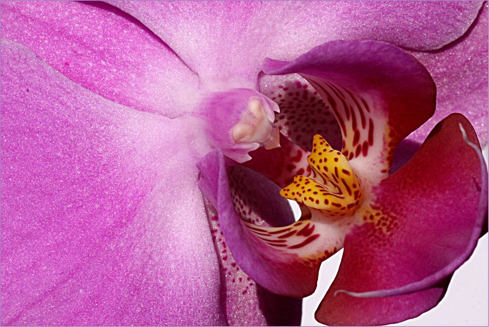 orquidea