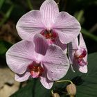 orquidea 1