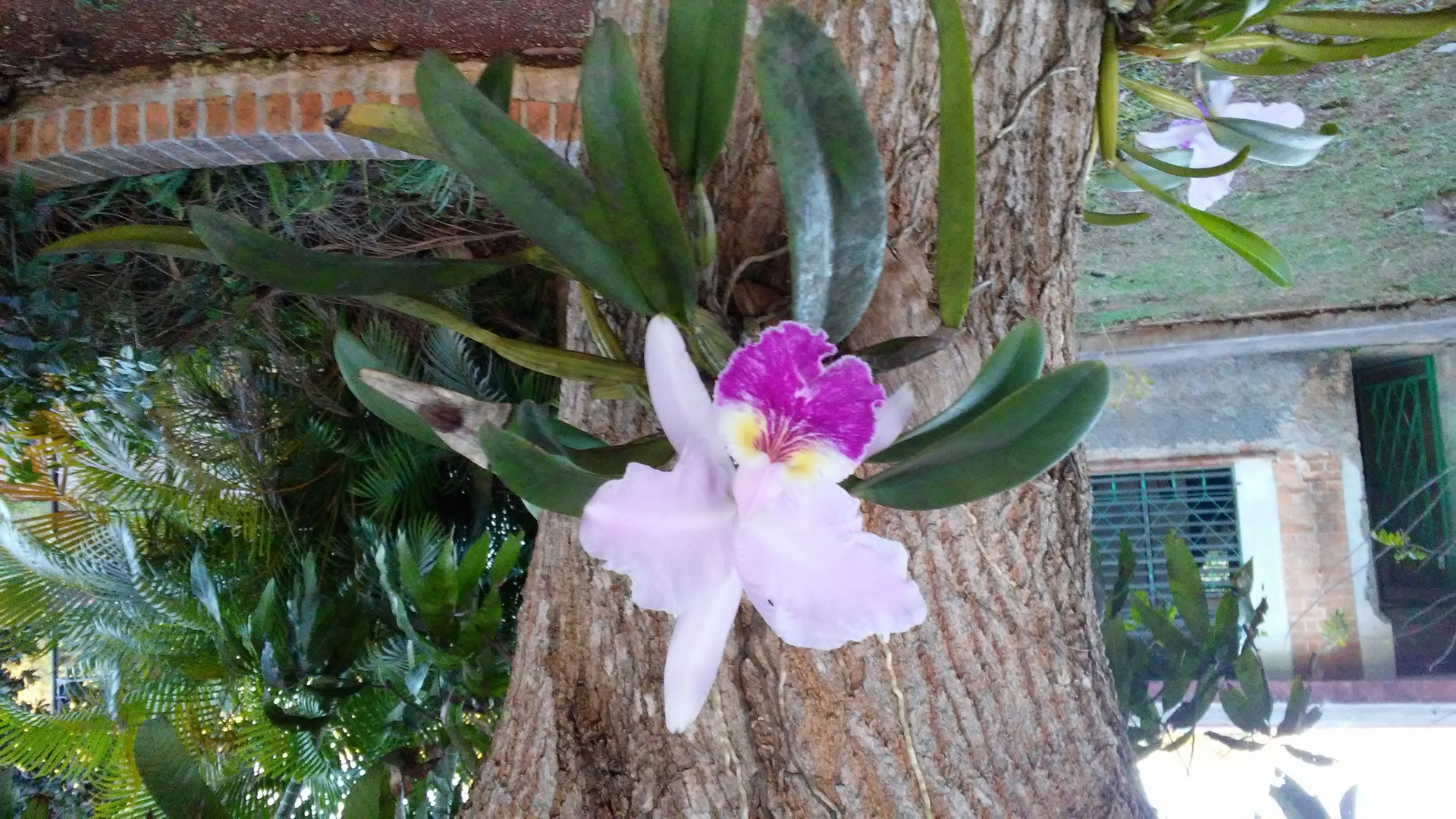 Orquídea 1