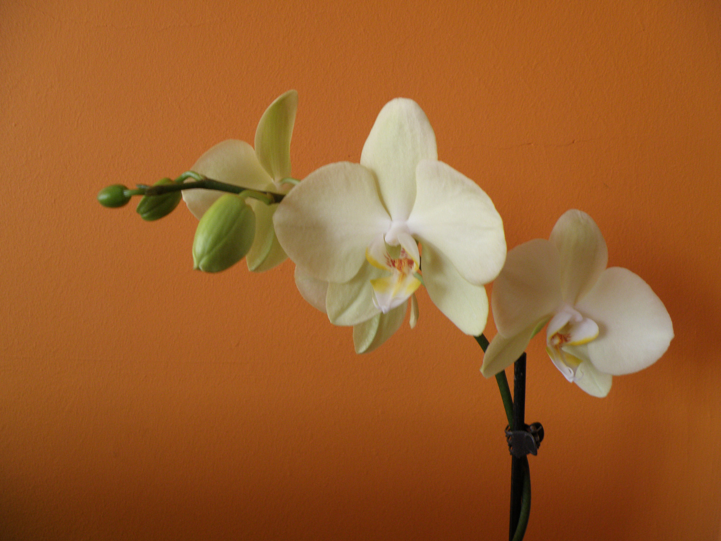 Orquidea 1