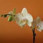 Orquidea 1