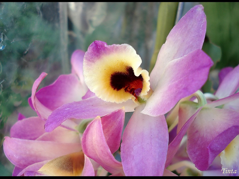 Orquidea