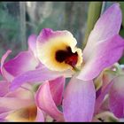 Orquidea