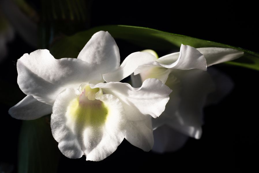 Orquídea