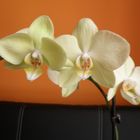 Orquidea 2