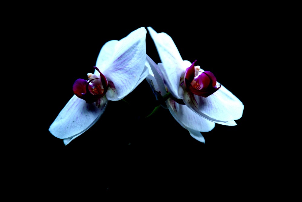 ORQUIDEA 2