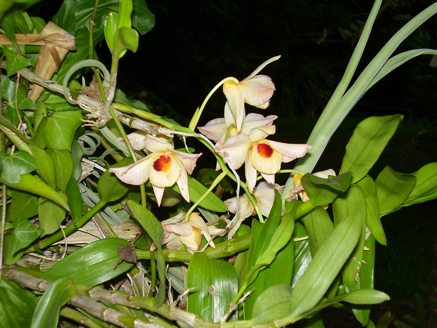 orquidea 2
