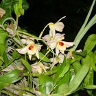 orquidea 2