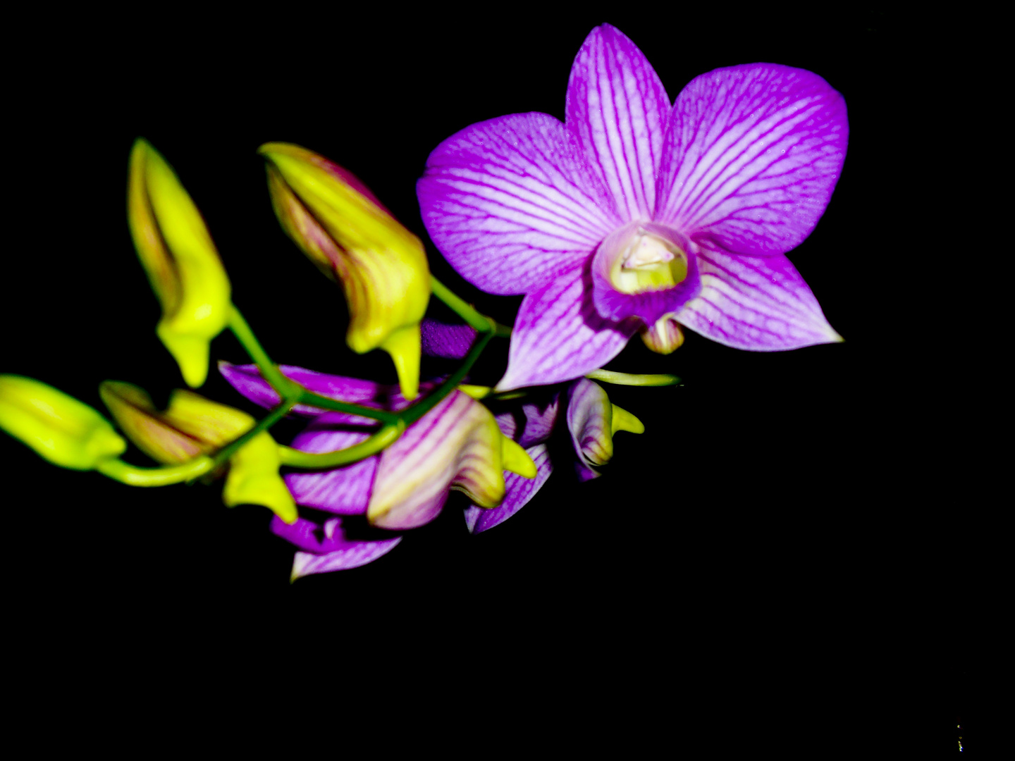 ORQUIDEA