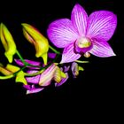 ORQUIDEA