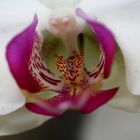 Orquidea