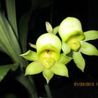 Orquídea