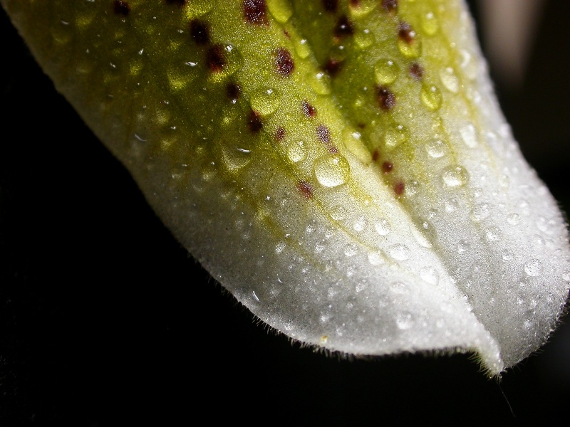 orquídea