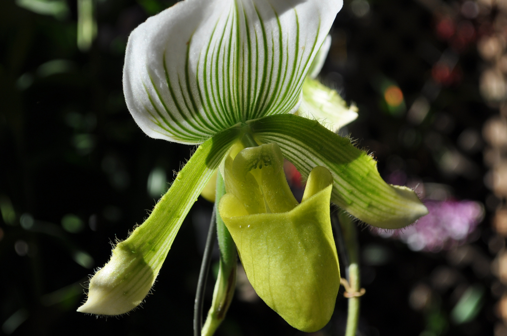 Orquídea