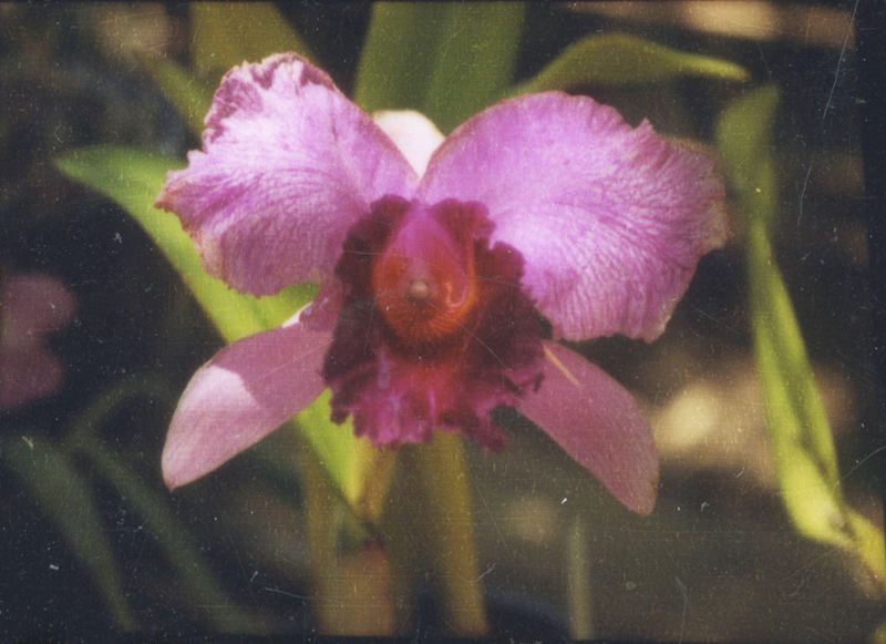 orquidea