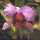 orquidea